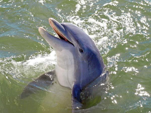 Kingston Cove 1 Villa Hilton Head Island Bagian luar foto